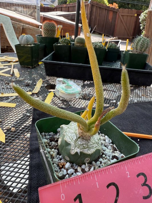 Astrophytum Caput medusae variegated on ferocactus stock 1083