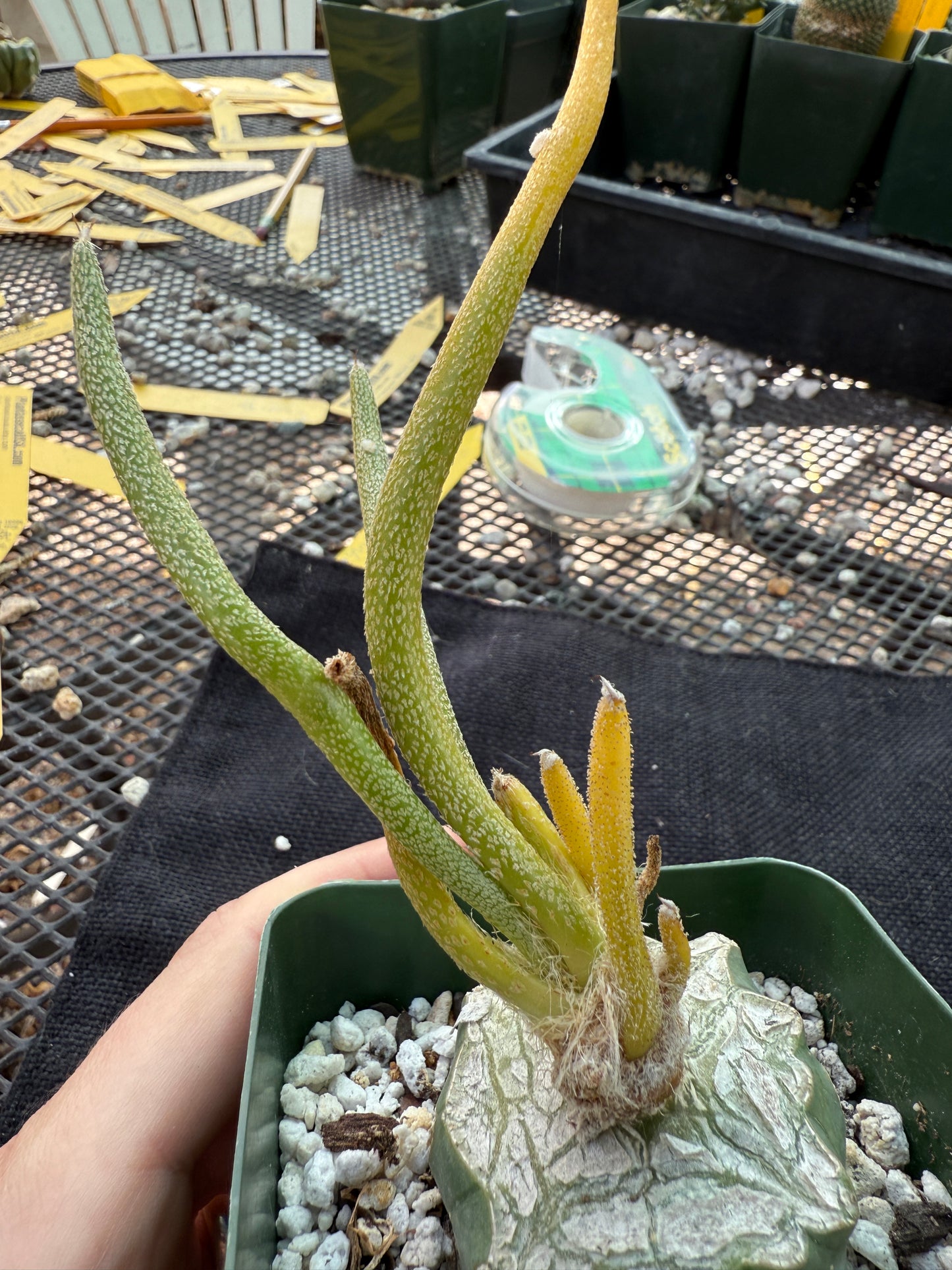 Astrophytum Caput medusae variegated on ferocactus stock 1083