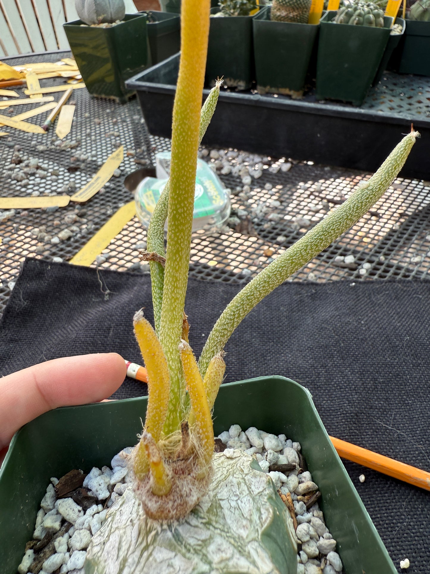 Astrophytum Caput medusae variegated on ferocactus stock 1083