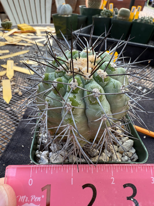 Copiapoa longistaminae old plant 316