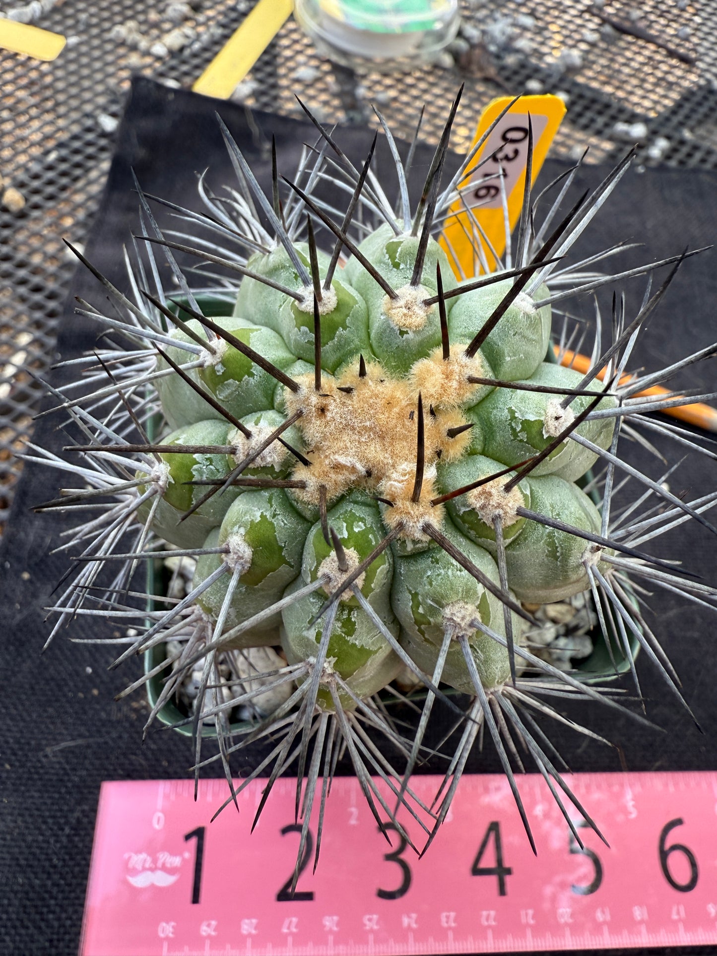 Copiapoa longistaminae old plant 316