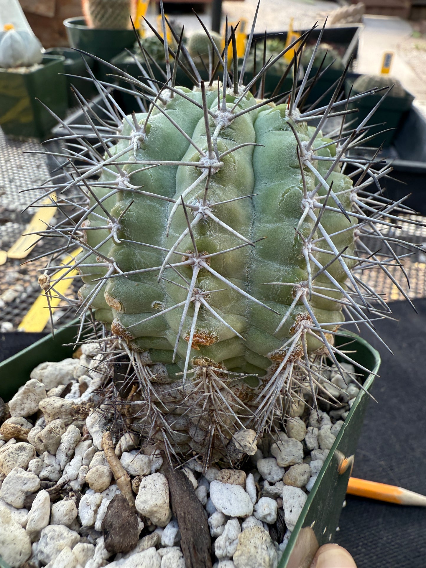 Copiapoa longistaminae old plant 316