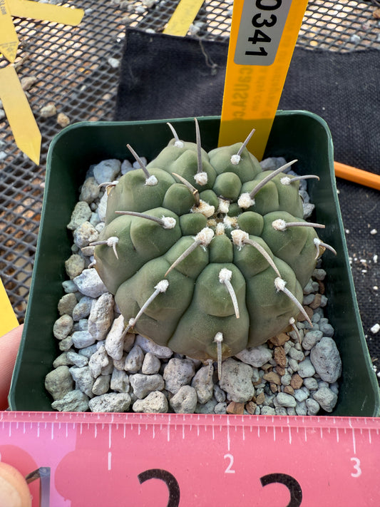 Gymnocalycium vatteri japan import single spined 341