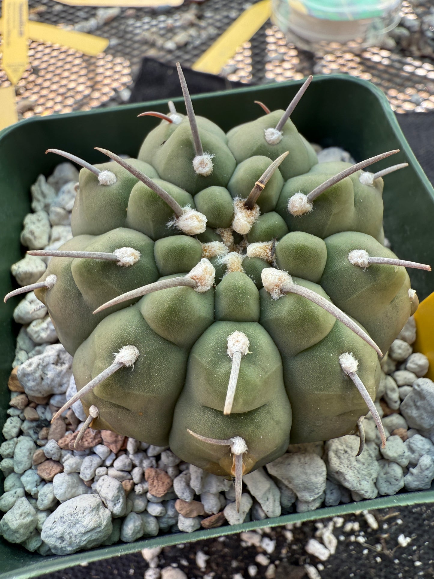 Gymnocalycium vatteri japan import single spined 341