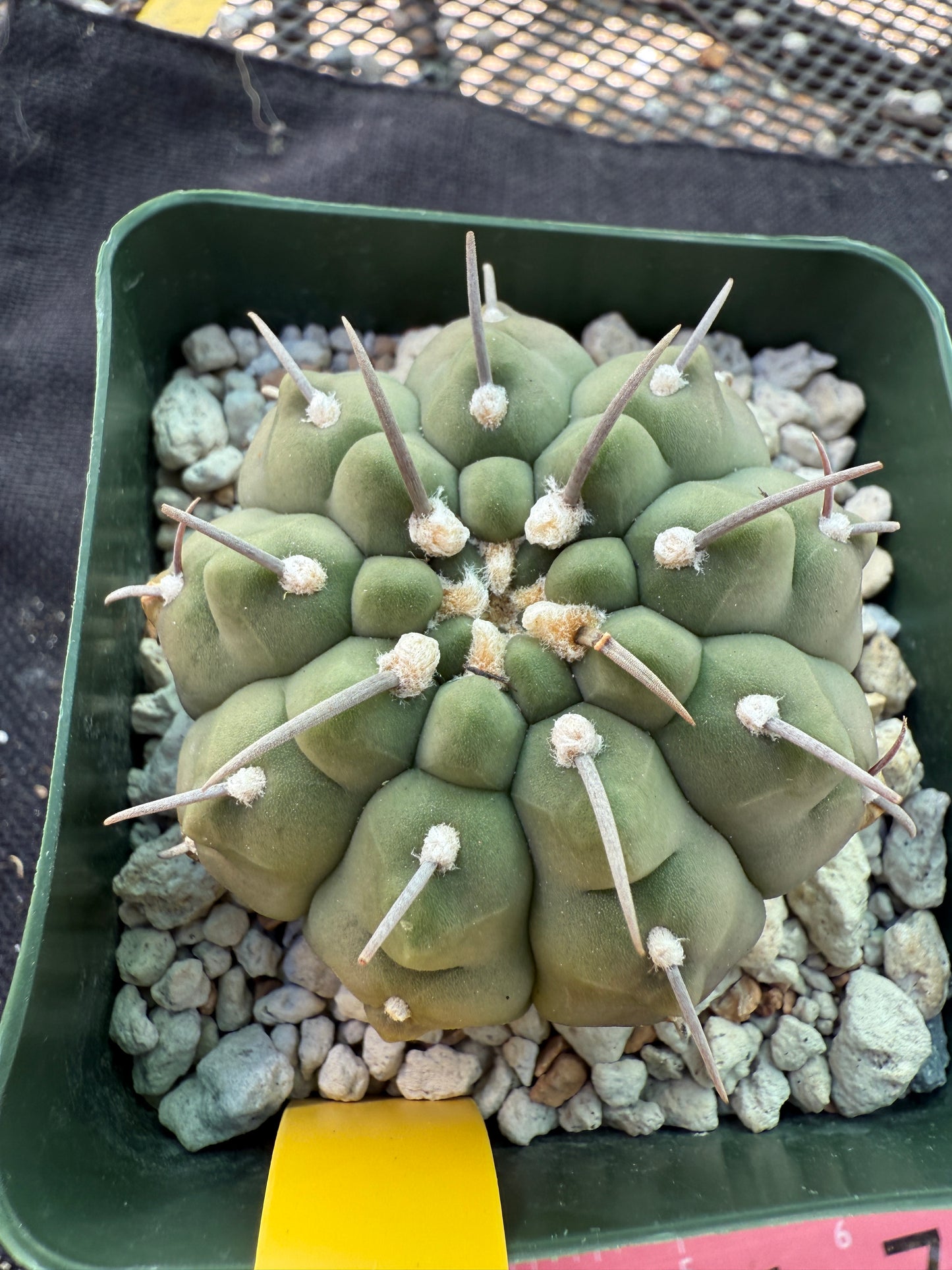 Gymnocalycium vatteri japan import single spined 341
