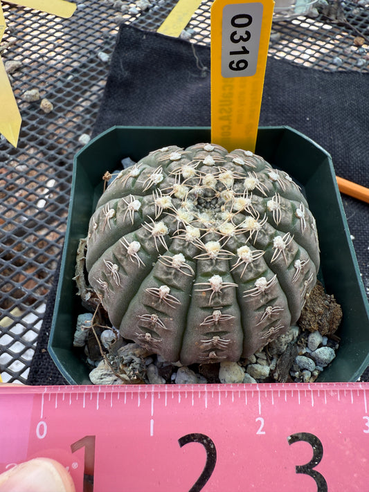 Gymnocalycium ragonesei pink flower rare 319