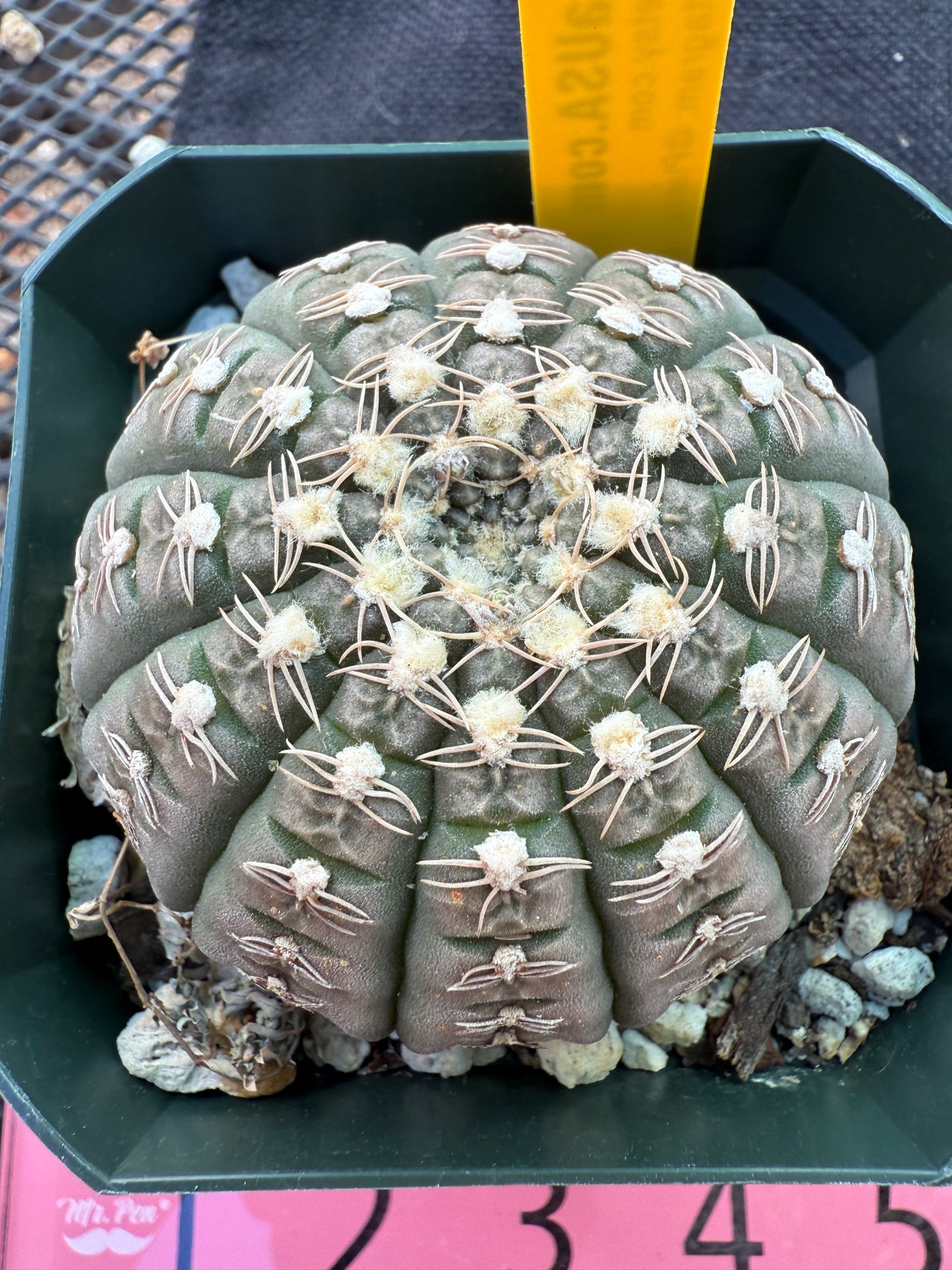 Gymnocalycium ragonesei pink flower rare 319