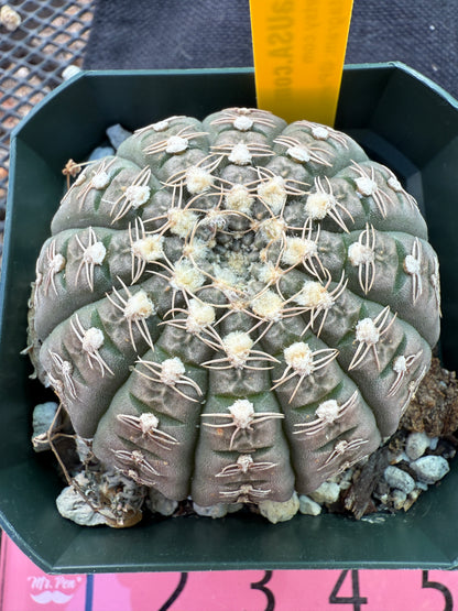 Gymnocalycium ragonesei pink flower rare 319