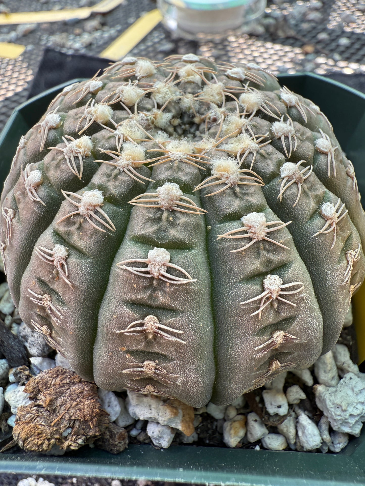 Gymnocalycium ragonesei pink flower rare 319