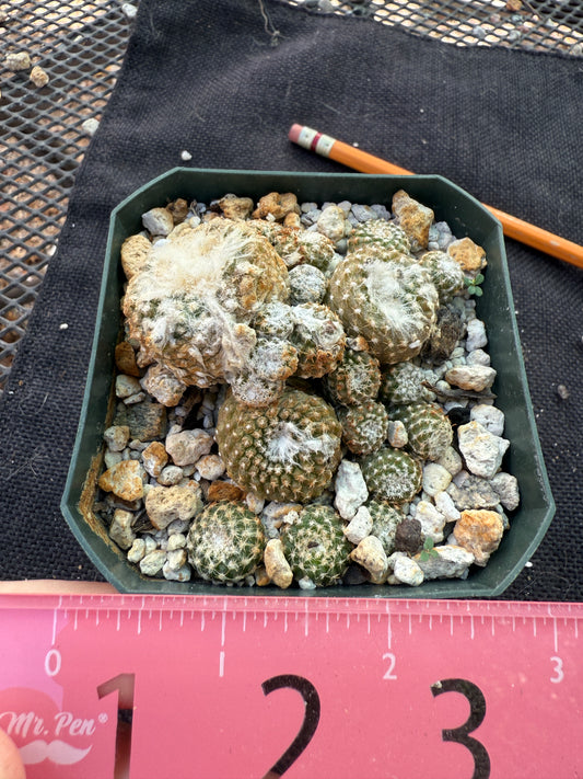 Copiapoa laui rare plant 320