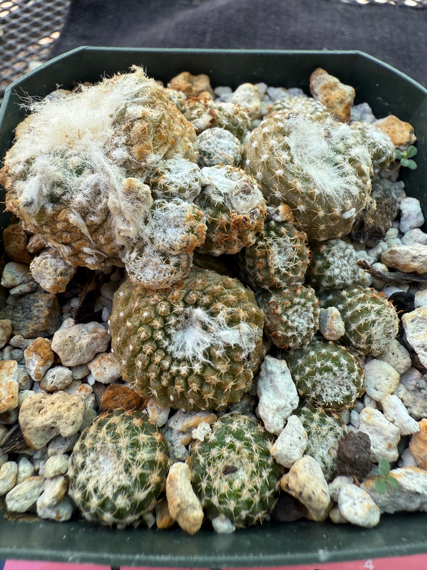 Copiapoa laui rare plant 320