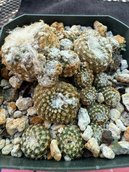 Copiapoa laui rare plant 320