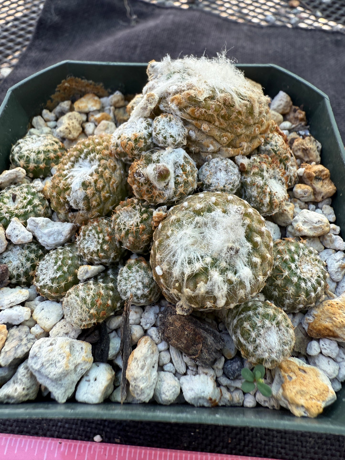 Copiapoa laui rare plant 320