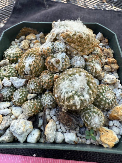 Copiapoa laui rare plant 320