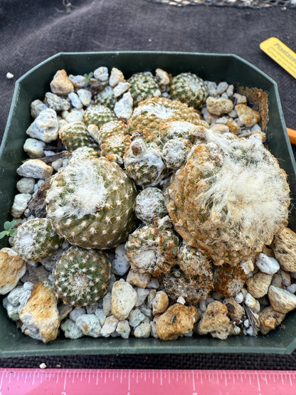 Copiapoa laui rare plant 320