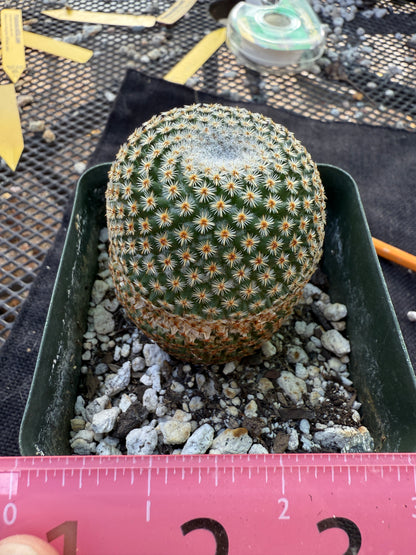 Mammillaria crucigera rare plant large in 3.25 inch pot 1675