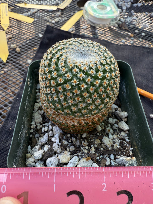 Mammillaria crucigera rare plant large in 3.25 inch pot 1675