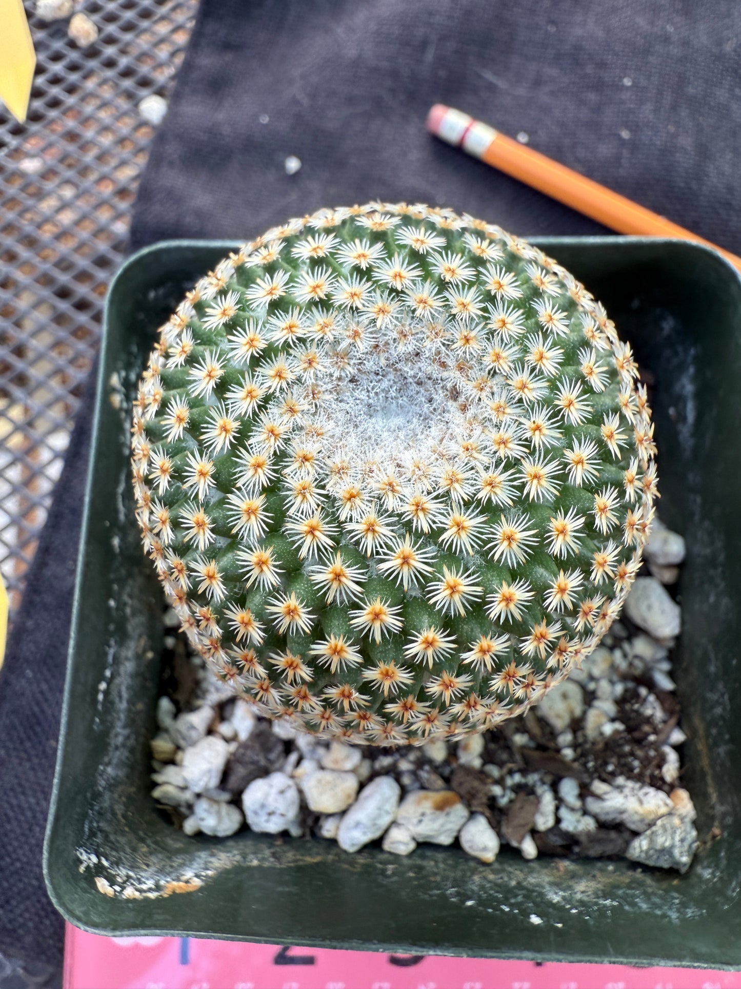 Mammillaria crucigera rare plant large in 3.25 inch pot 1675
