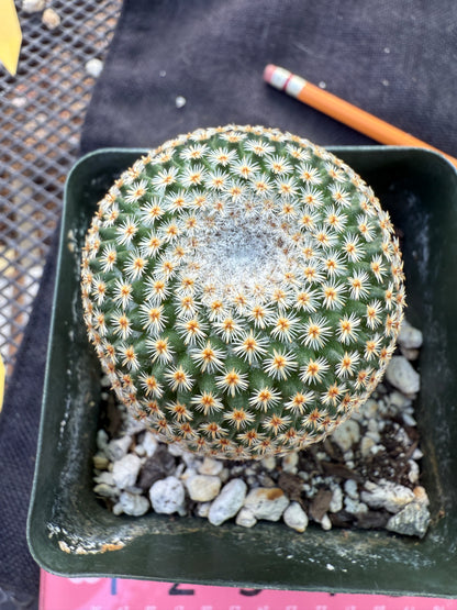 Mammillaria crucigera rare plant large in 3.25 inch pot 1675