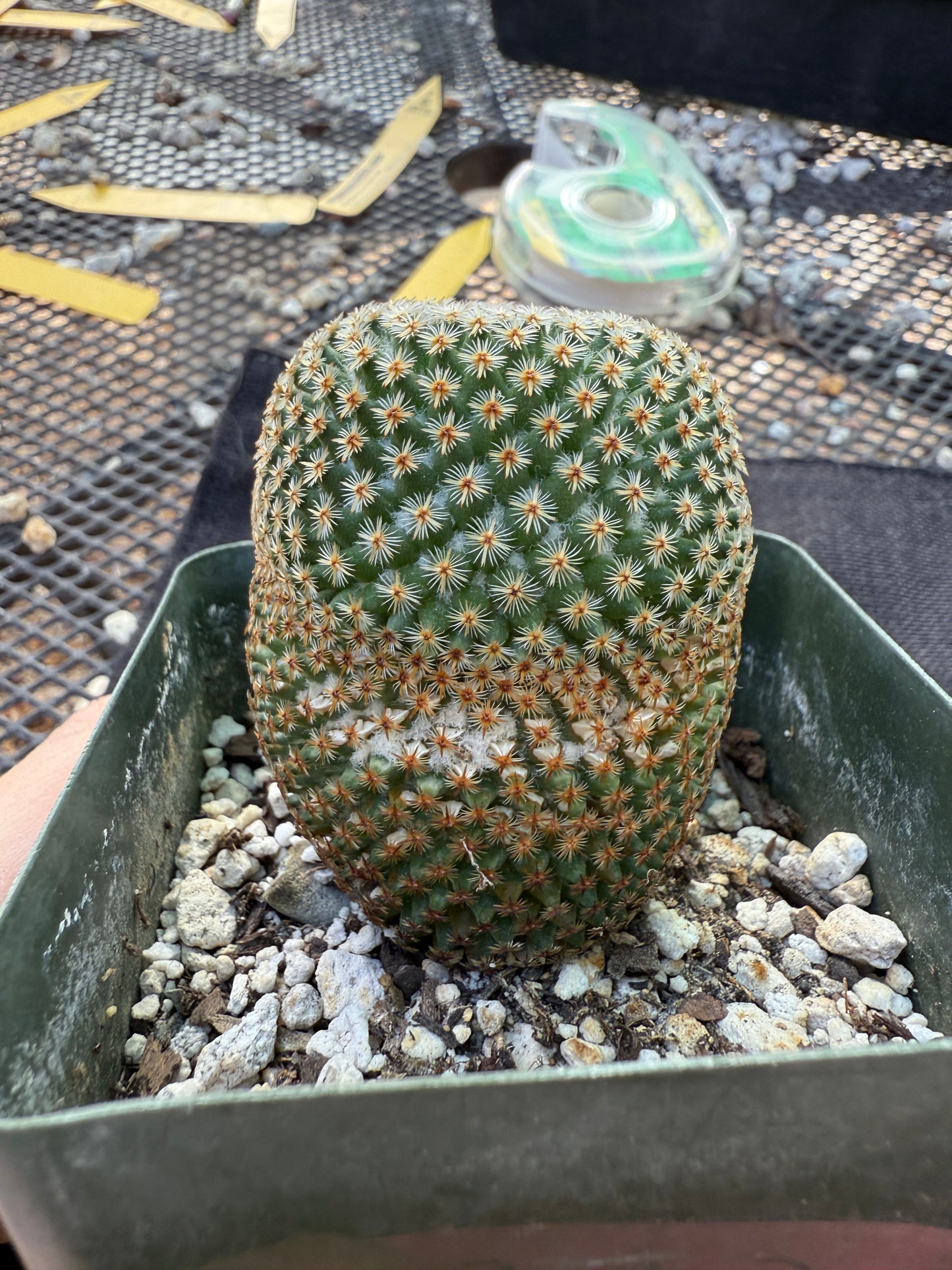 Mammillaria crucigera rare plant large in 3.25 inch pot 1675