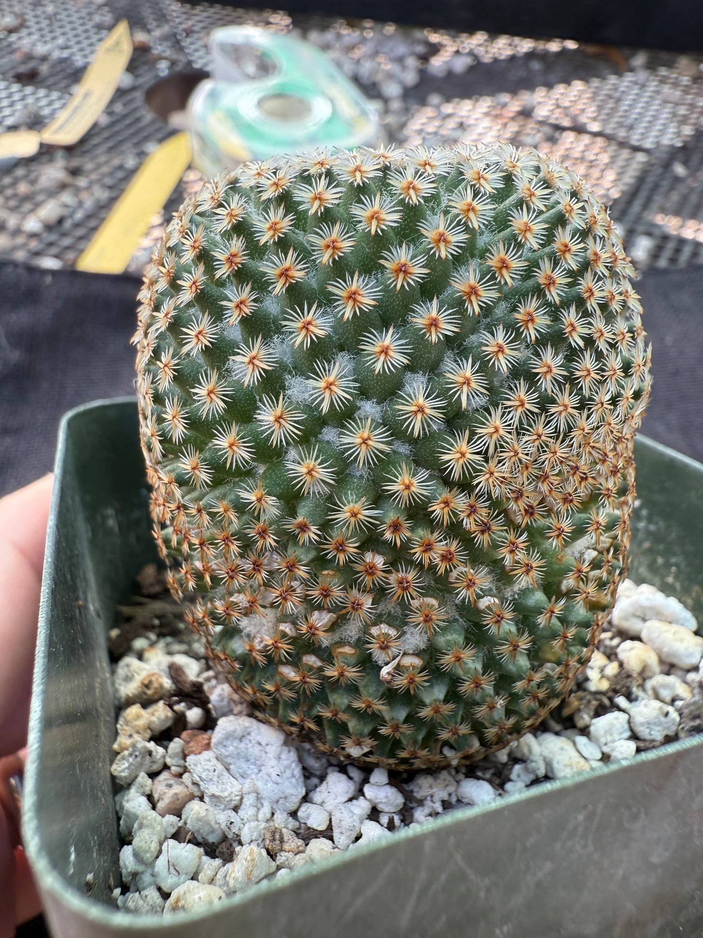 Mammillaria crucigera rare plant large in 3.25 inch pot 1675