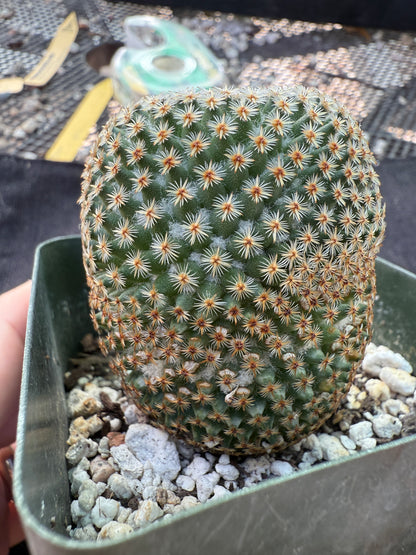 Mammillaria crucigera rare plant large in 3.25 inch pot 1675