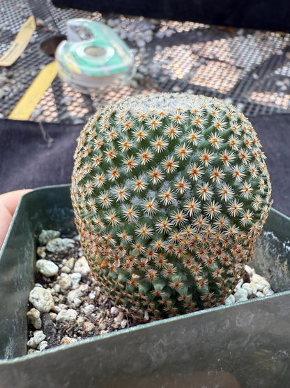 Mammillaria crucigera rare plant large in 3.25 inch pot 1675