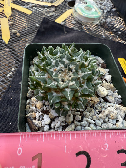 Ariocarpus kotschoubeyanus many heads grafted on short pereskiopsis very nice 308