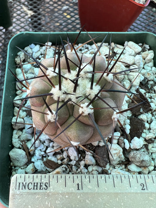 Copiapoa cinerea in 3.25 inch pot has some blemishes