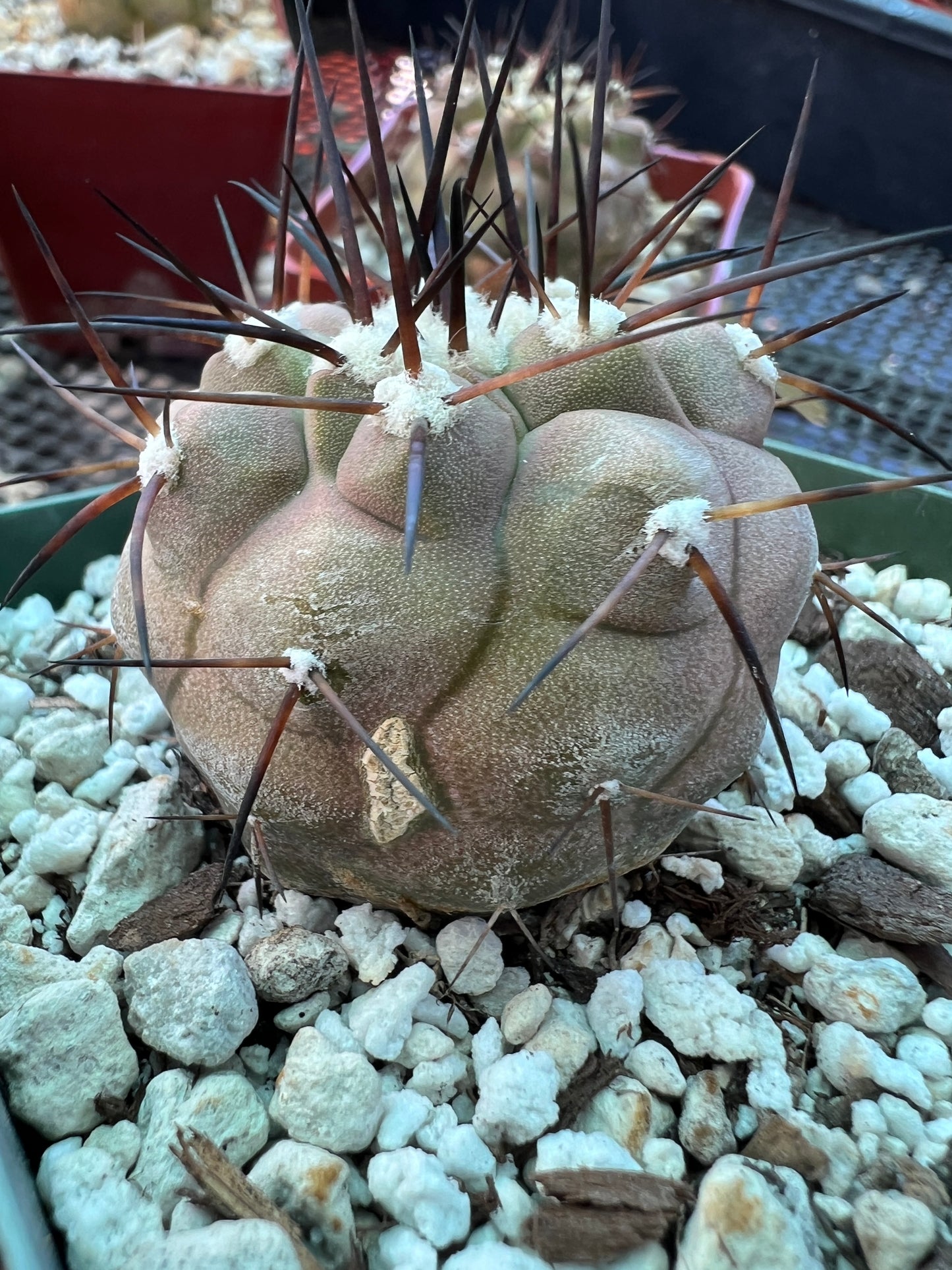 Copiapoa cinerea in 3.25 inch pot has some blemishes