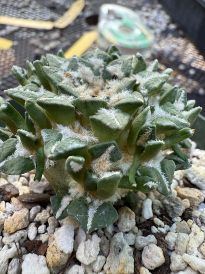 Ariocarpus kotschoubeyanus many heads grafted on short pereskiopsis very nice 308