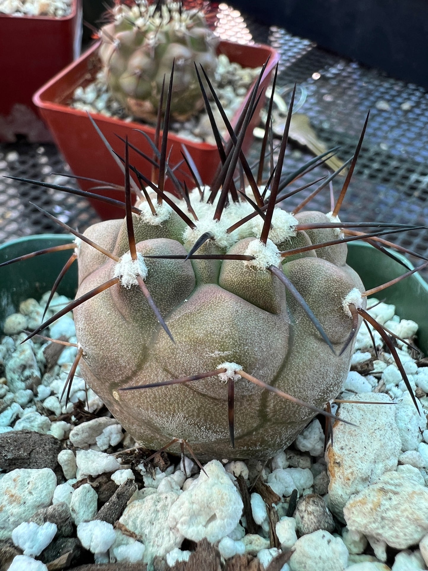 Copiapoa cinerea in 3.25 inch pot has some blemishes