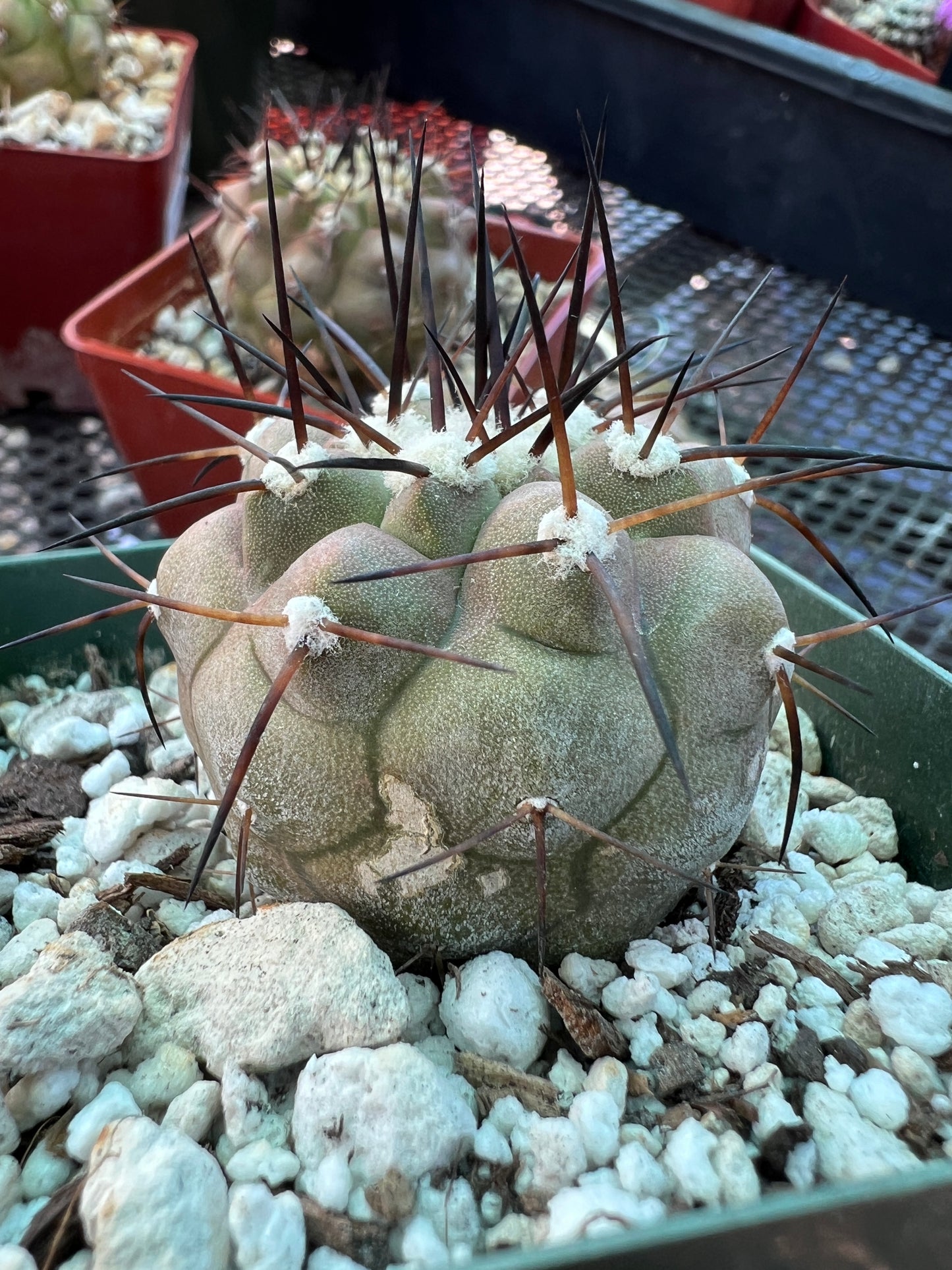 Copiapoa cinerea in 3.25 inch pot has some blemishes