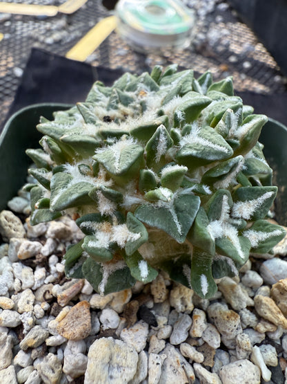 Ariocarpus kotschoubeyanus many heads grafted on short pereskiopsis very nice 308