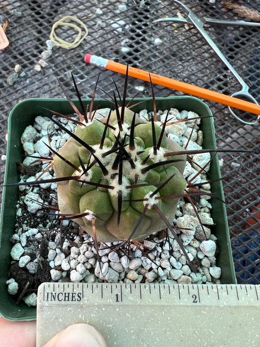 Copiapoa cinerea cactus in 3.25 inch pot lots of blemishes