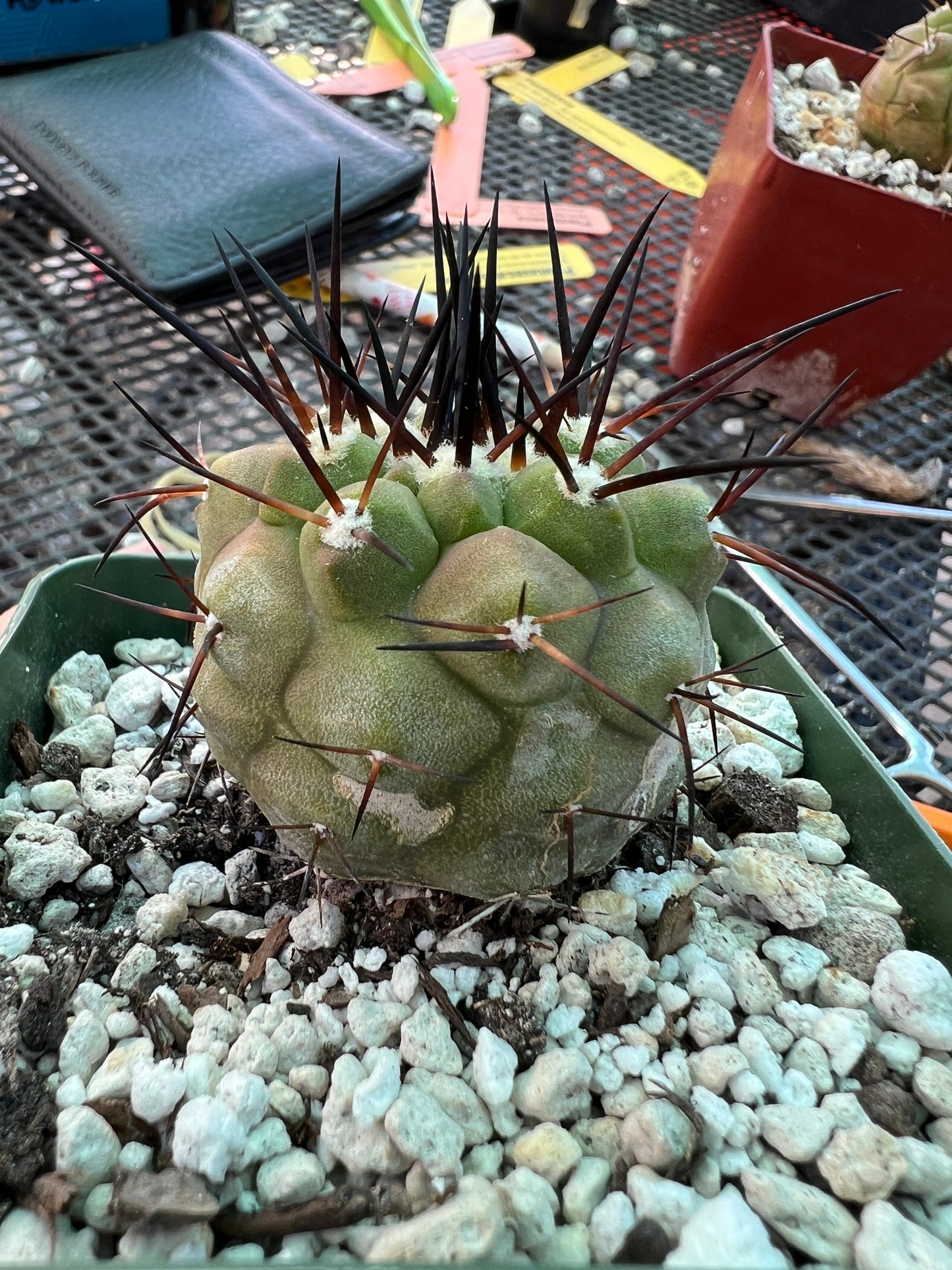 Copiapoa cinerea cactus in 3.25 inch pot lots of blemishes