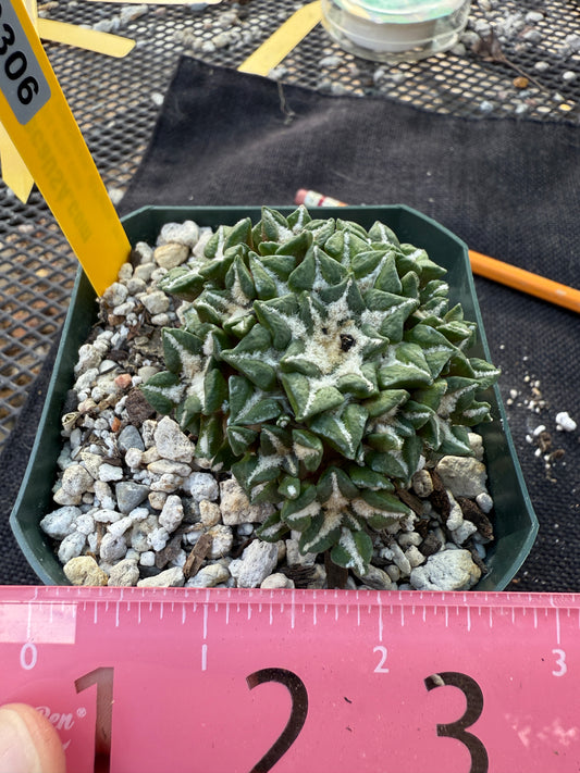 Ariocarpus kotschoubeyanus many heads grafted on short pereskiopsis very nice 306