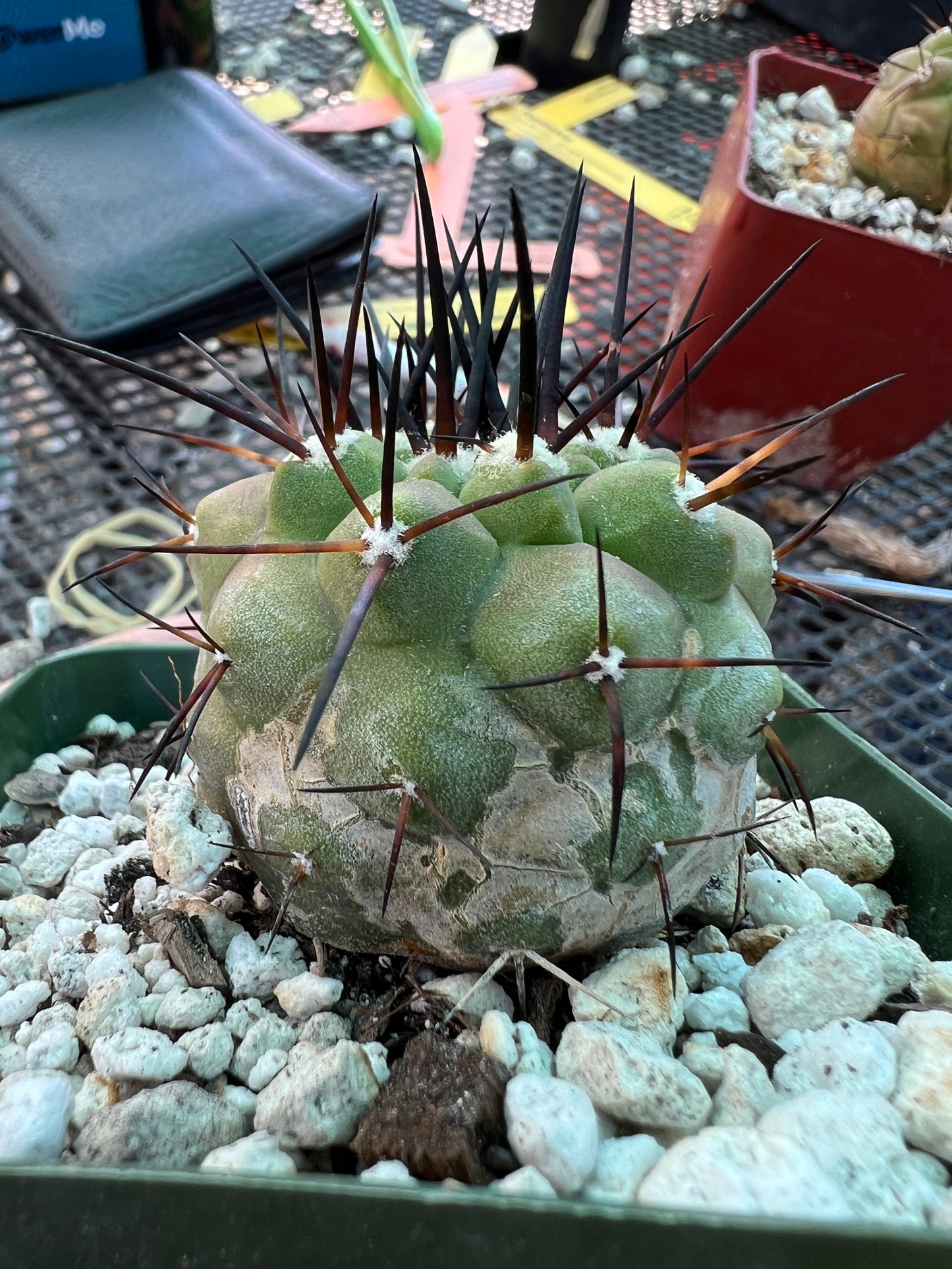 Copiapoa cinerea cactus in 3.25 inch pot lots of blemishes