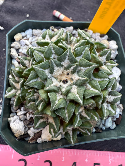 Ariocarpus kotschoubeyanus many heads grafted on short pereskiopsis very nice 306