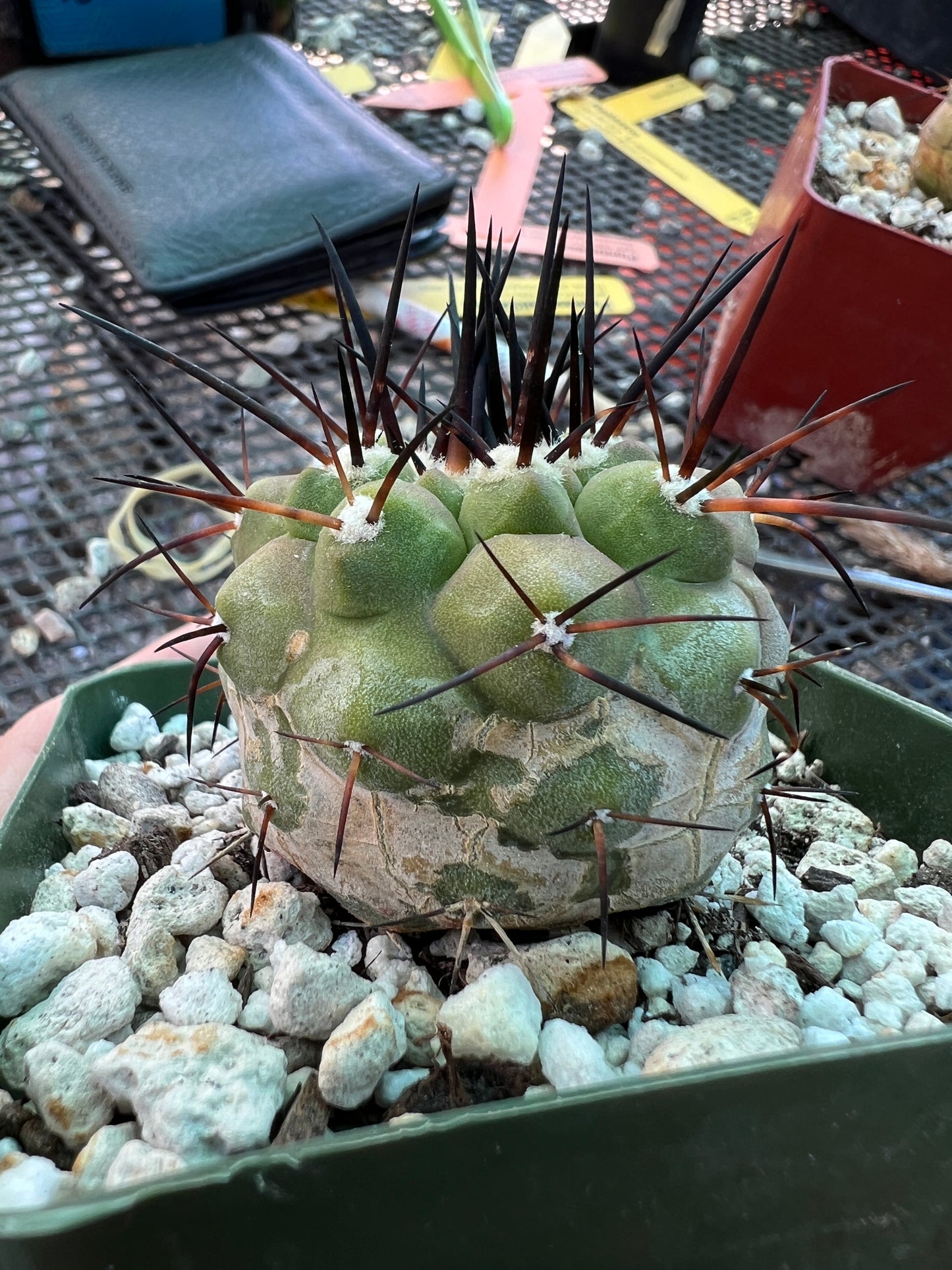 Copiapoa cinerea cactus in 3.25 inch pot lots of blemishes