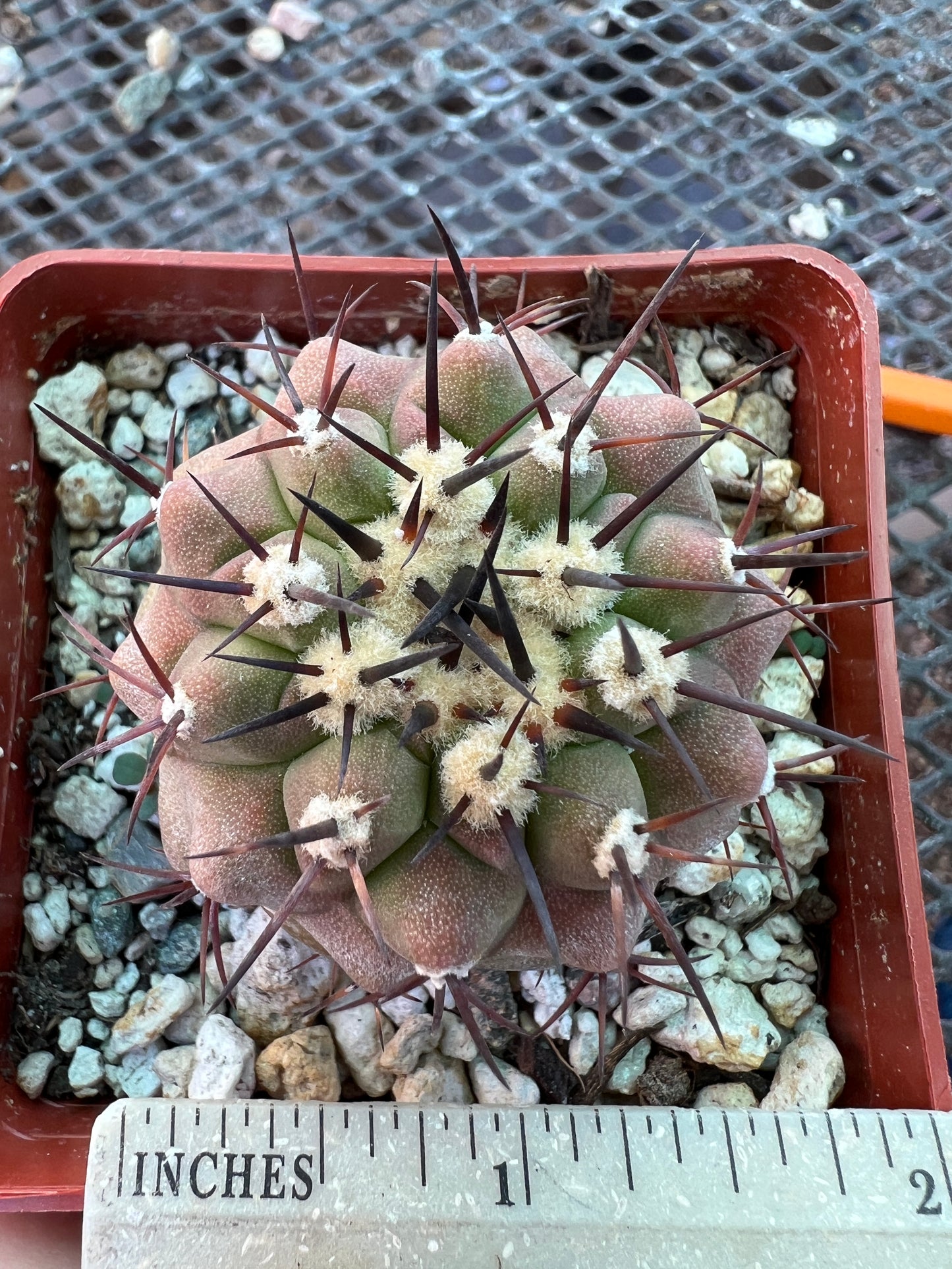 Copiapoa columna alba cactus has scars but big plant