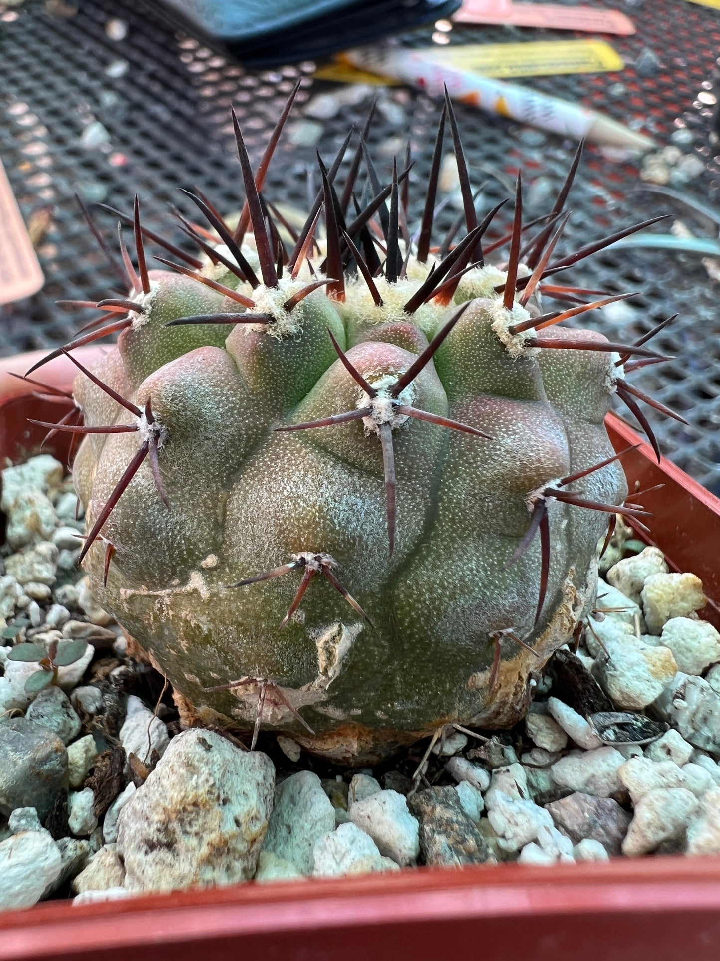 Copiapoa columna alba cactus has scars but big plant