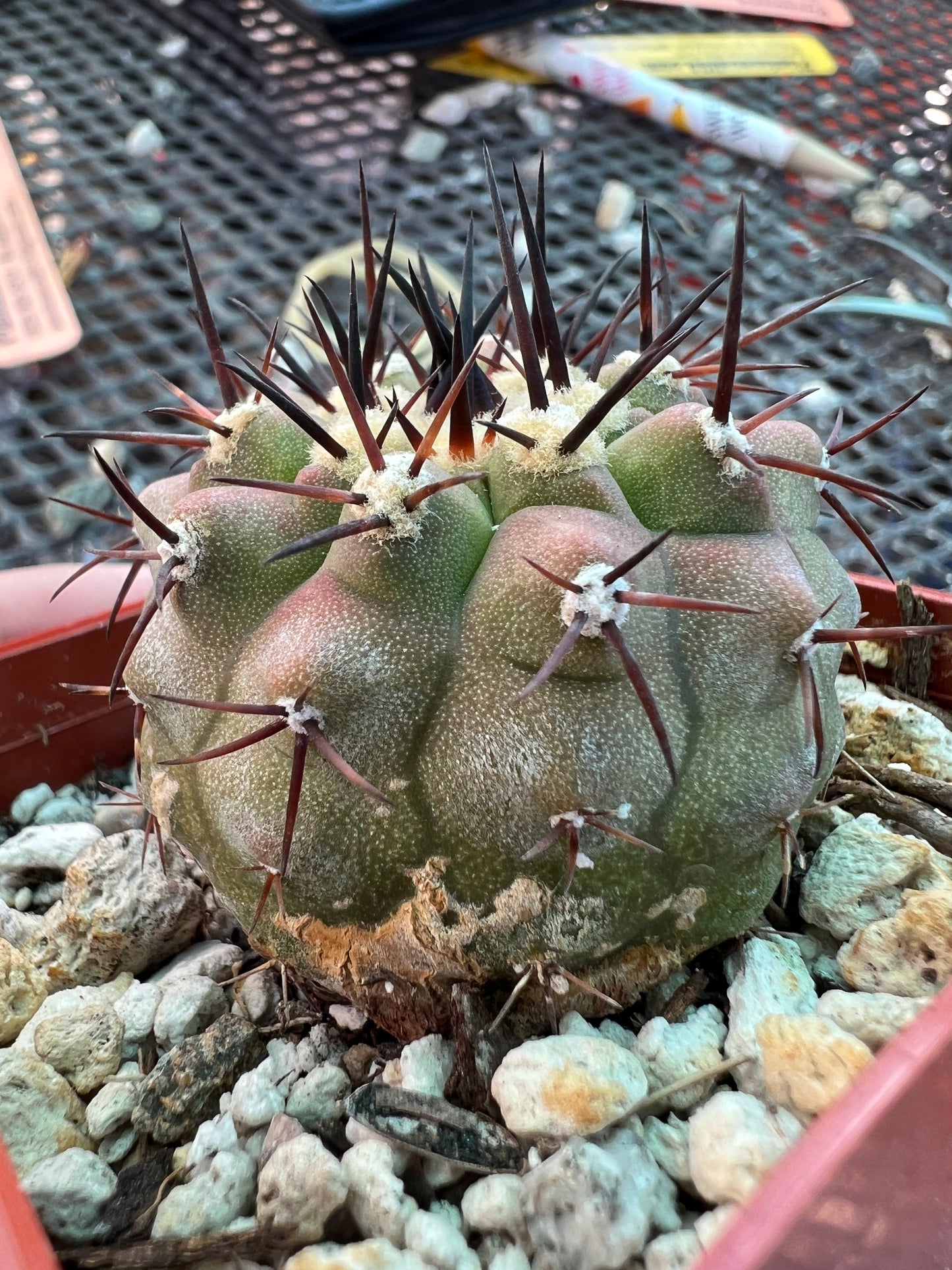 Copiapoa columna alba cactus has scars but big plant