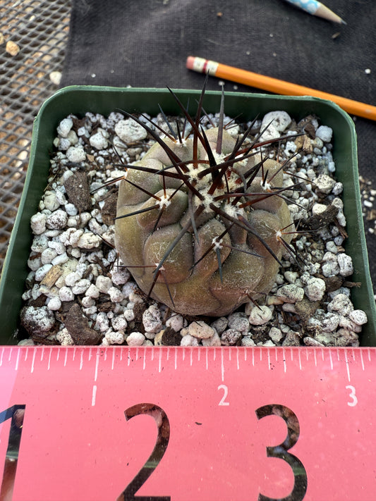 Copiapoa cinerea nice plant 207