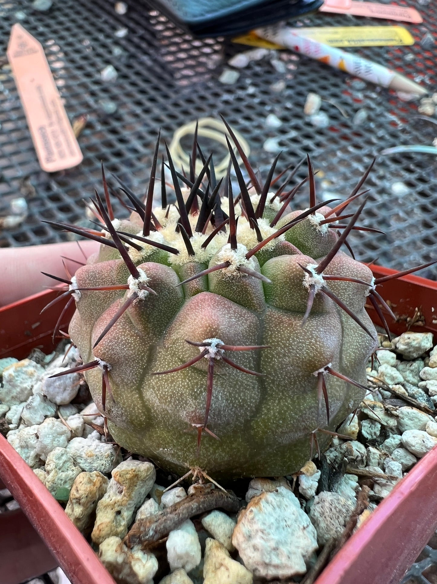 Copiapoa columna alba cactus has scars but big plant