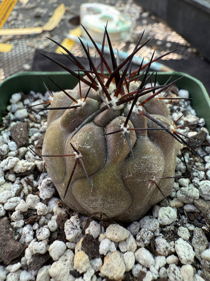 Copiapoa cinerea nice plant 207