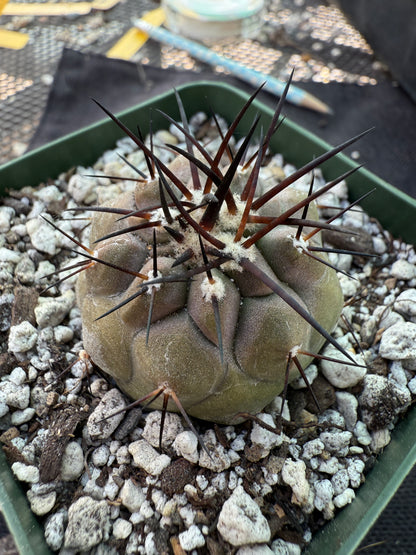 Copiapoa cinerea nice plant 207