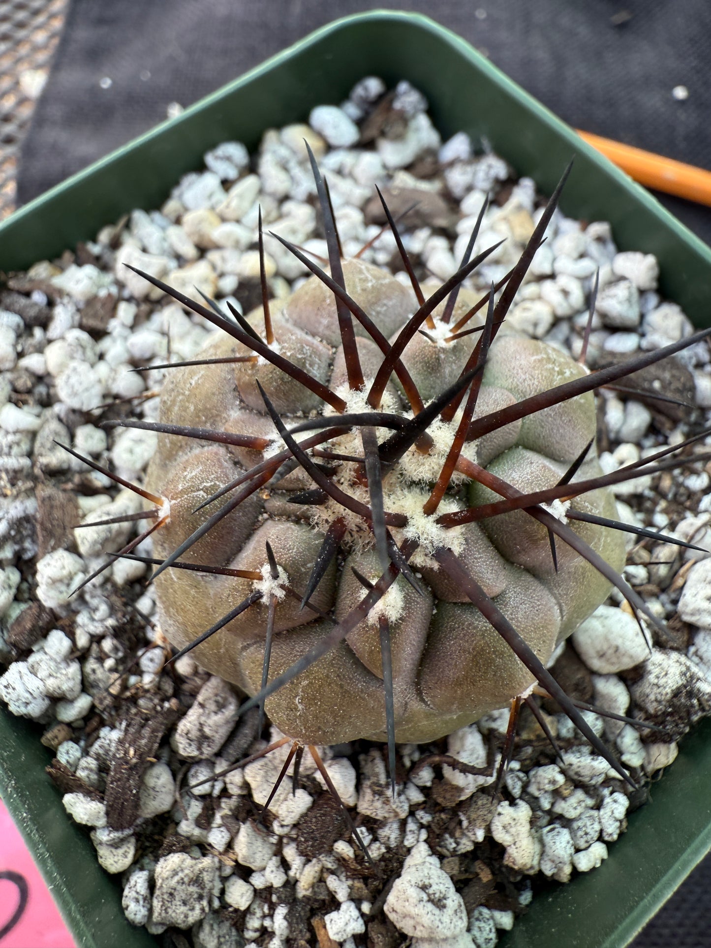 Copiapoa cinerea nice plant 207