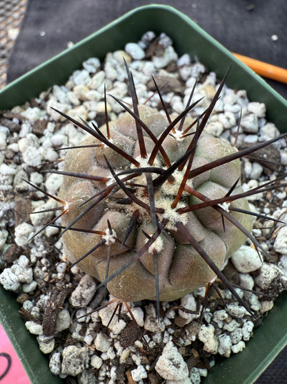 Copiapoa cinerea nice plant 207