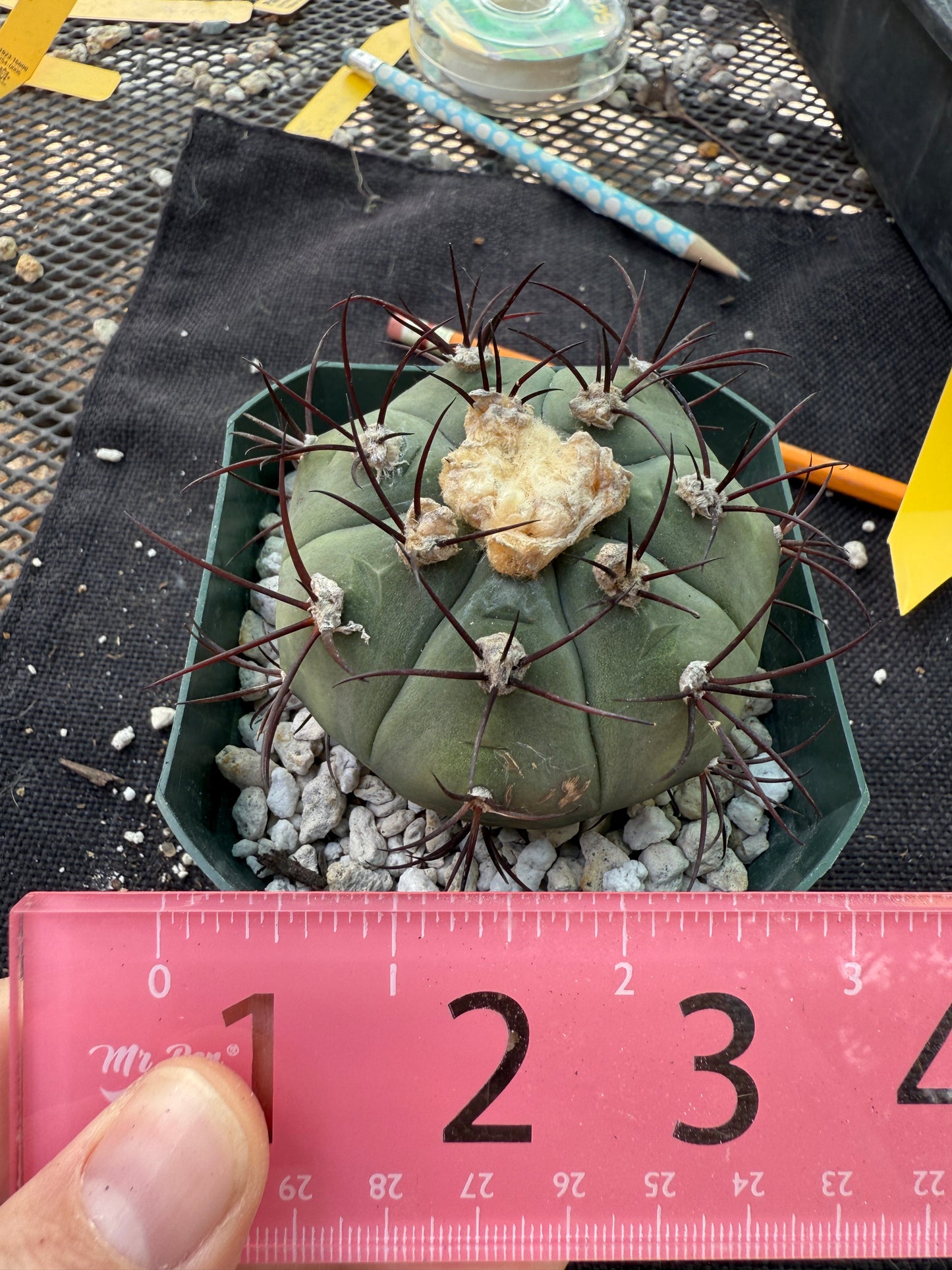 Gymnocalycium cabreraense rare plant large 218